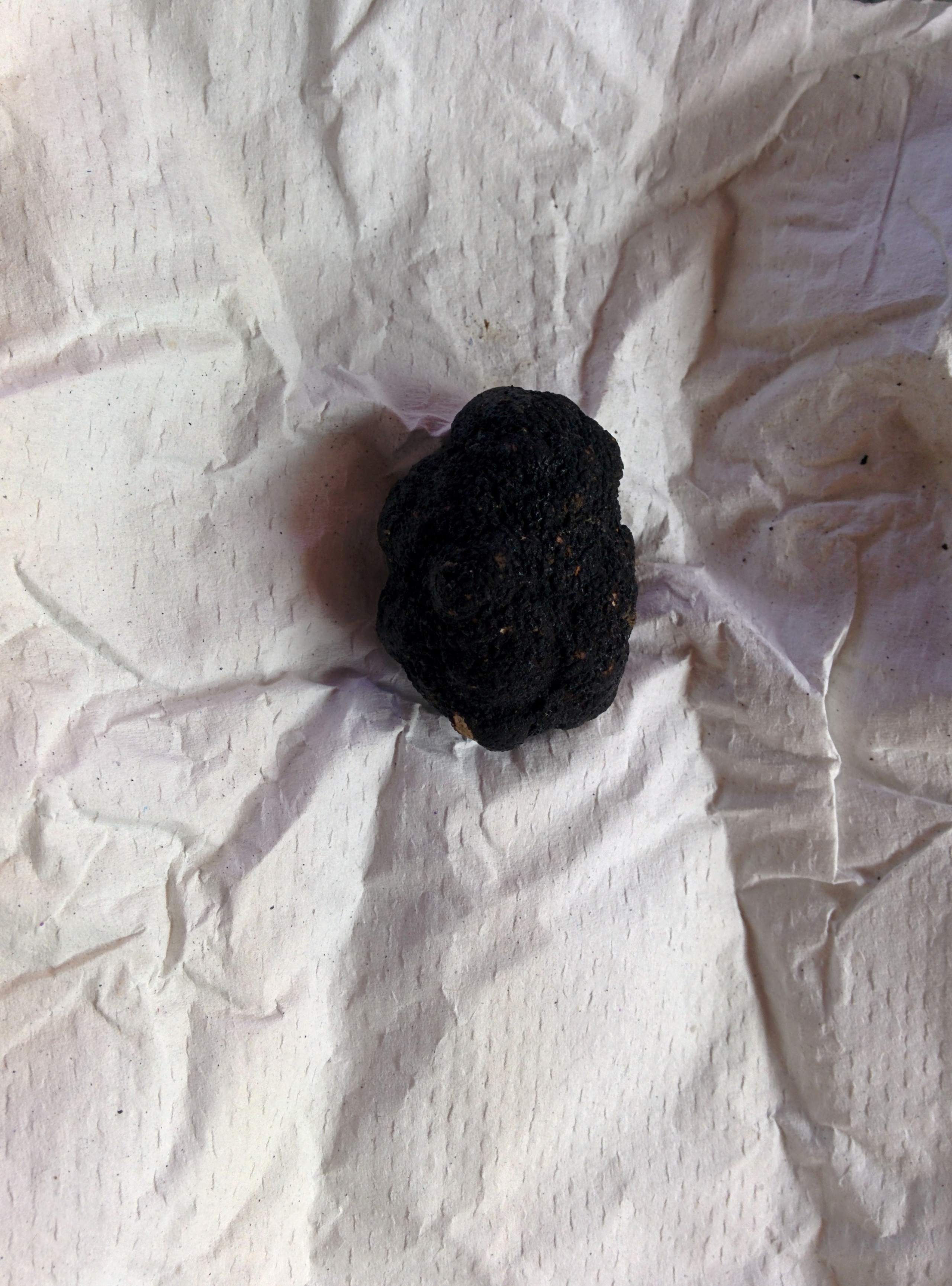 Oregon black truffle